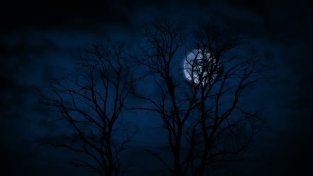 Bosque Árboles Con Luna Detrás Invierno — Vídeos de Stock