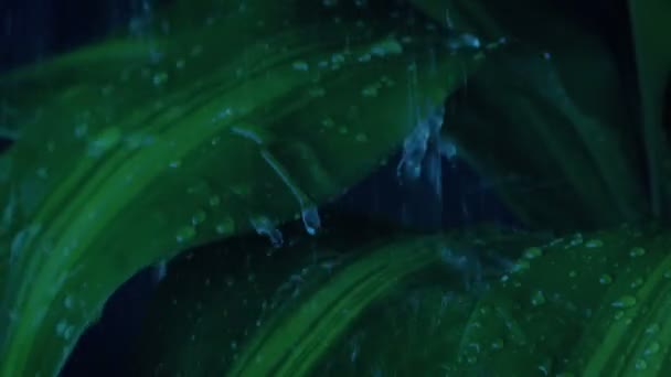 Tropické Dešťové Bouře Listoví Detail — Stock video