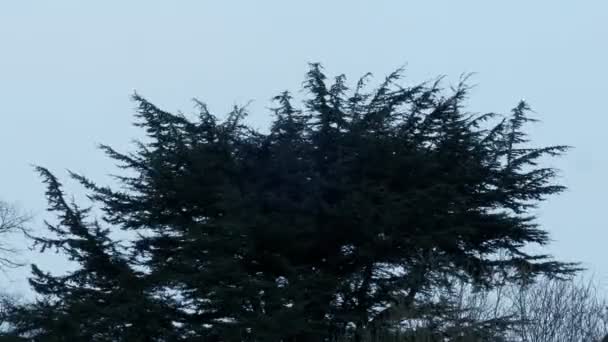 Arbre pointu dans la brise le jour nuageux 