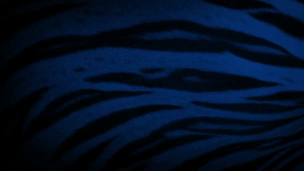Tiger Body Respiration Nuit Gros Plan — Video
