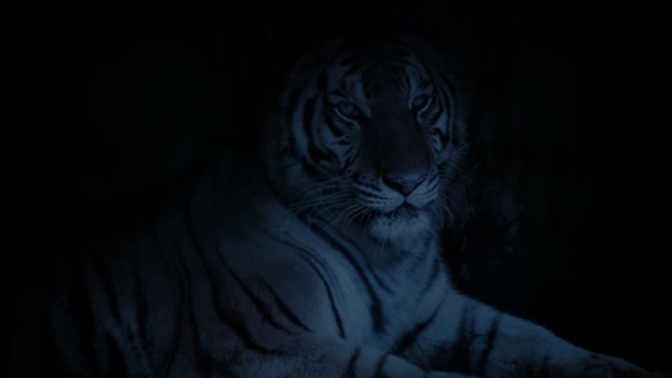 Τίγρης Ξεκουράζεται Και Καθαρίζεται Μια Σπηλιά Στο Σκοτάδι — Αρχείο Βίντεο