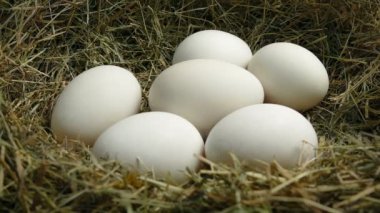 Yuvadaki Yeni Hayatla Yumurta Taşıma