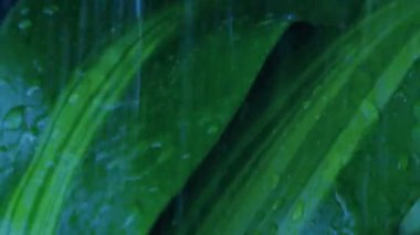 Fırtınalı Akşamlarda Yağmurda Egzotik Bitkiler