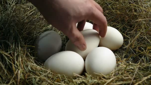Ägget Hämtas Upp Från Nest Versioner — Stockvideo