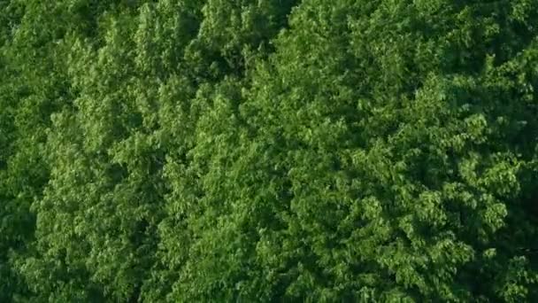 夏日微风中的树墙 — 图库视频影像