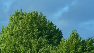 Rüzgarlı Yaz Gecesinde Ağaç Tepeleri