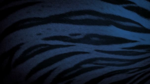 Tiger Sleeping Evening Body Detail — Stock Video