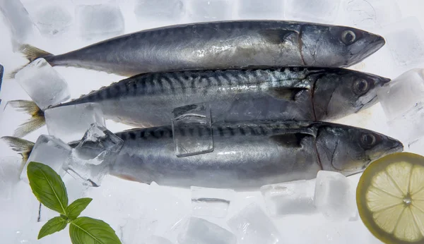Čerstvá makrela na kostky ledu — Stock fotografie