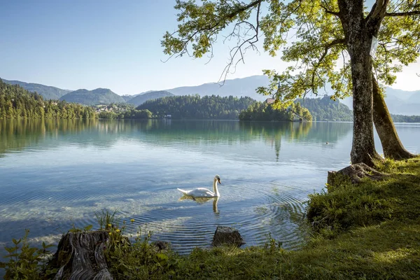 Swan swimming in Bled lake, Slovenia — Stock Photo, Image