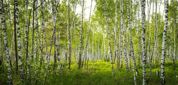 Birch Tree Forest Biebrza National Park Poland — Stock Photo, Image