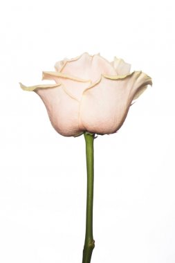 Ornate white rose on a white background clipart