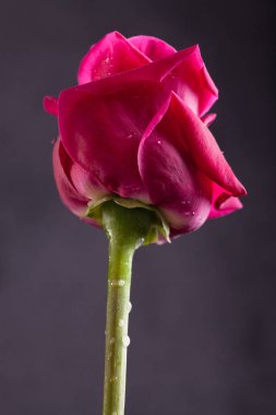 Tek sesli bir arka plan üzerinde güzel gül