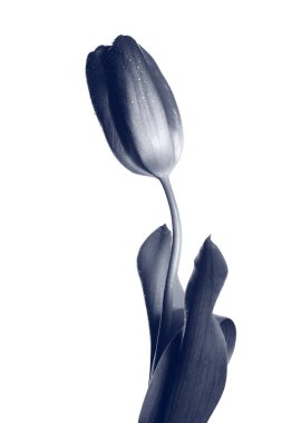 Bir çiçek yaratıcı siyah beyaz fotoğraf