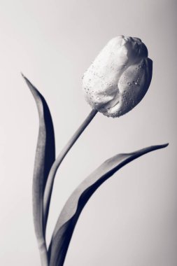 Bir çiçek yaratıcı siyah beyaz fotoğraf