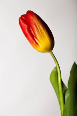 Tek bir çiçek ile şık fotoğraf