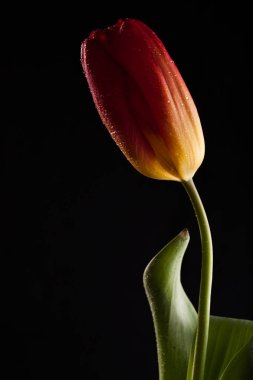 Tek bir çiçek ile şık fotoğraf