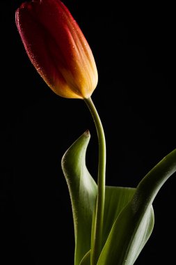 Siyah bir zemin üzerine yalnız kırmızı çiçek