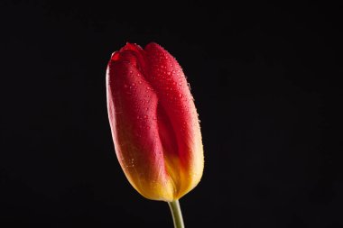 Tek bir çiçek ile şık fotoğraf