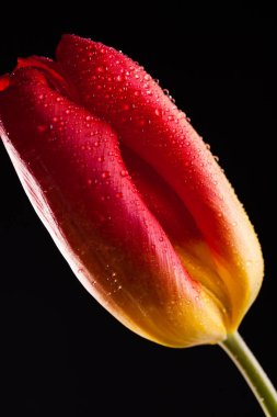 Siyah bir zemin üzerine yalnız kırmızı çiçek