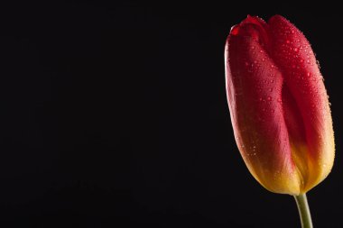 Siyah bir zemin üzerine yalnız kırmızı çiçek