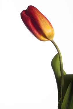 Tek bir çiçek ile şık fotoğraf