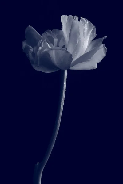 Foto creativa in bianco e nero di un fiore — Foto Stock