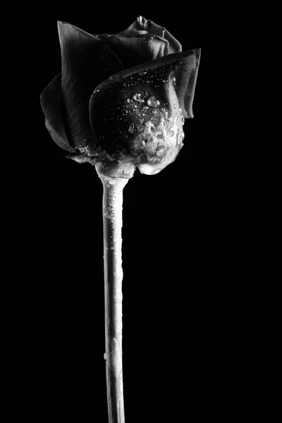 Creativa foto en blanco y negro de una flor — Foto de Stock