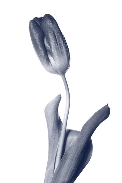 Kreativa svartvitt foto av en blomma — Stockfoto