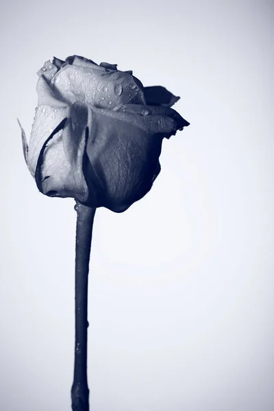 Černé a bílé fotku jednoho květu — Stock fotografie