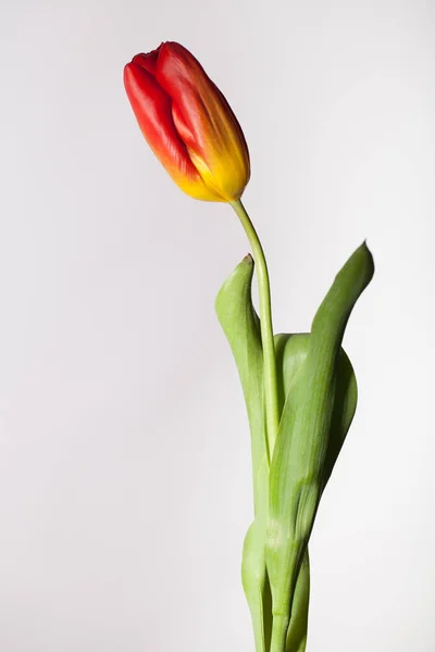 Photo élégante avec une seule fleur — Photo