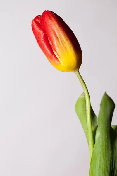 Photo élégante avec une seule fleur — Photo