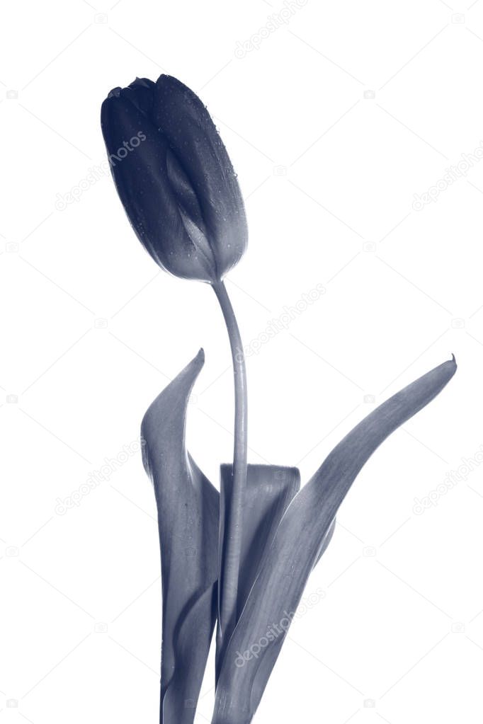 Creative black and white photo of one flower