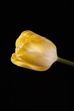 Siyah bir arka plan güzel Sarı Lale