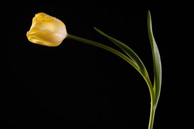 Tek bir çiçek ile şık fotoğraf