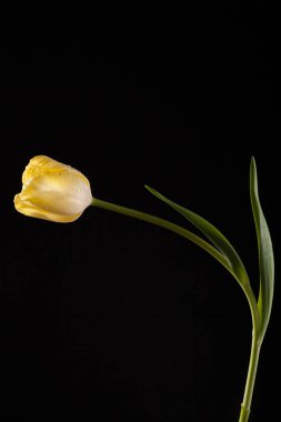 Tek bir çiçek ile şık fotoğraf