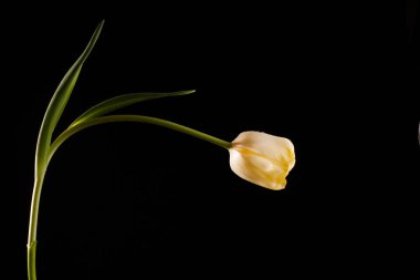 Siyah bir arka plan güzel Sarı Lale