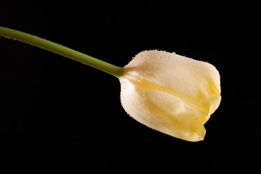 Tek bir çiçek ile şık fotoğraf