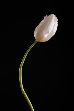 Tek bir çiçek ile şık fotoğraf