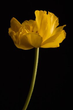 Siyah bir arka plan güzel Sarı Lale