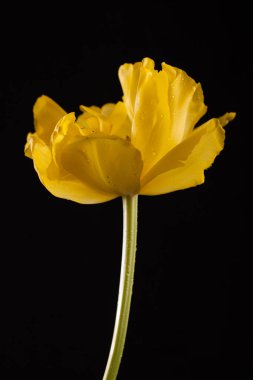 Siyah bir arka plan güzel Sarı Lale