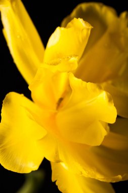 Tek bir çiçek ile şık fotoğraf