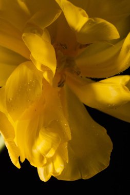 Tek bir çiçek ile şık fotoğraf