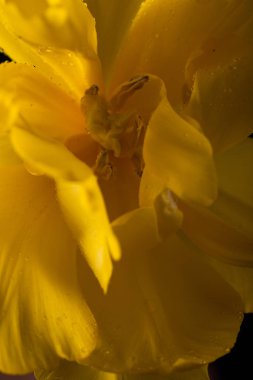 Tek bir çiçek ile şık fotoğraf