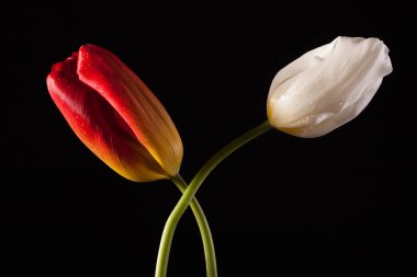 Siyah bir zemin üzerine yalnız kırmızı çiçek