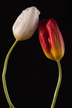 Tek bir çiçek ile şık fotoğraf