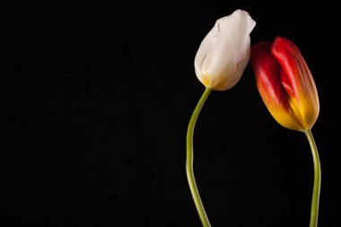 Tek bir çiçek ile şık fotoğraf