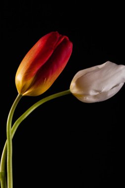 Siyah bir zemin üzerine yalnız kırmızı çiçek