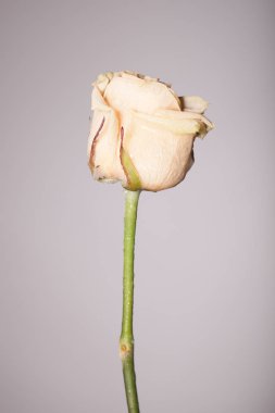 Tek bir çiçek ile şık fotoğraf