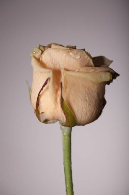 Tek bir çiçek ile şık fotoğraf