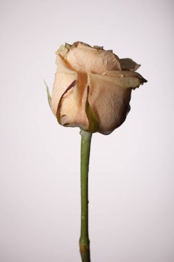 Tek bir çiçek ile şık fotoğraf